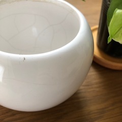 ポトス　グローバルグリーン（鉢カバー付き）の画像