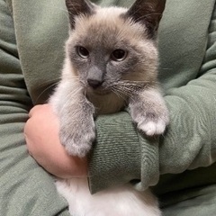 可愛いシャムちゃん