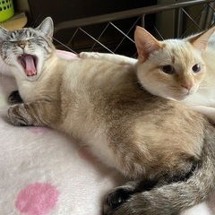 人懐っこい２匹を一緒に！里親さん探してます10ヶ月 