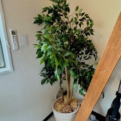 【売約済】IKEA フェイクグリーン の画像