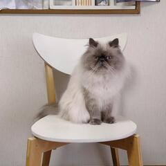IKEA　ダイニングチェア