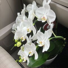 胡蝶蘭【至急】