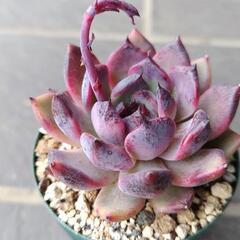 多肉植物　リンゼアナ×ブラッドマリア　2025年3月31日