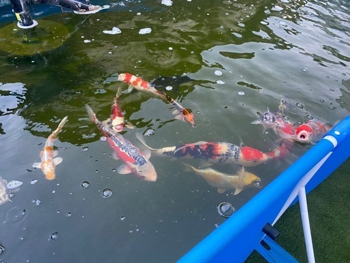 錦鯉13匹 プール ポンプ