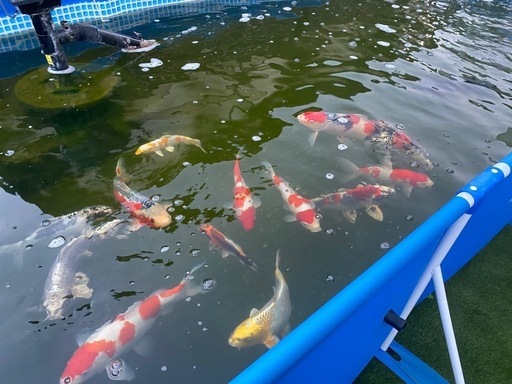 錦鯉13匹　プール　ポンプ
