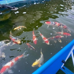 錦鯉13匹 プール ポンプ