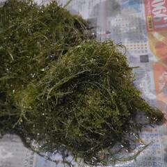 ライブロック活着の海藻の画像