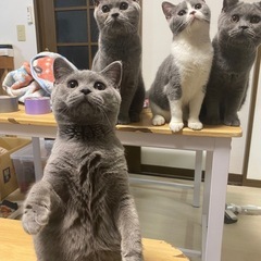 受付終了しました - 猫