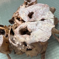 木の置物　オブジェの画像