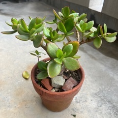 観葉植物⑩の画像