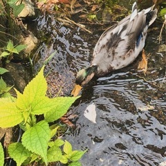 アイガモ　オス1歳