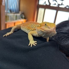 爬虫類好きの友達募集