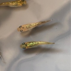 🐟第一回目のメダカ販売します🐟