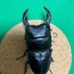 国産オオクワガタ　