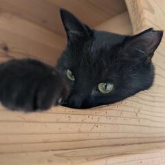 黒猫　くぅちゃん🐈‍⬛