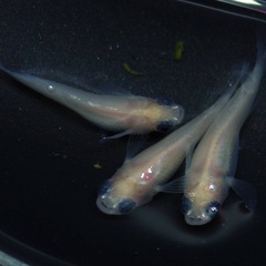 白パンダ　1匹