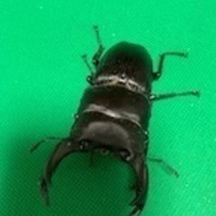 国産オオクワガタ