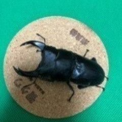 国産オオクワガタ