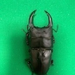 国産オオクワガタ
