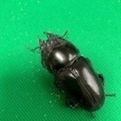 国産オオクワガタ
の画像