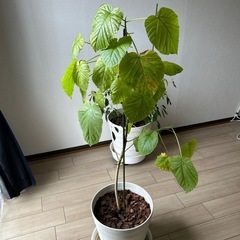 観葉植物　ウンベラータ