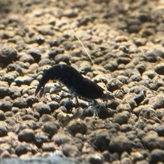 ブラックダイヤ