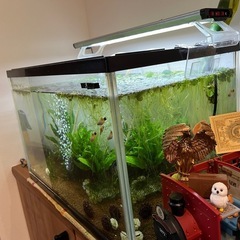水槽、ライト、の画像