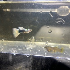 グッピーの画像