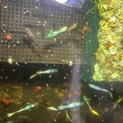 グッピーの画像