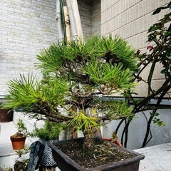黒松盆栽-（値下げしました）ジモティ来店特価!!!【ブリヂストン
