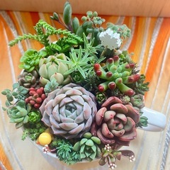 多肉植物寄せ植え①