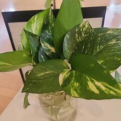 観葉植物ポトス