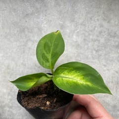 観葉植物　ディフェンバキア