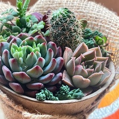 多肉寄せ植え②