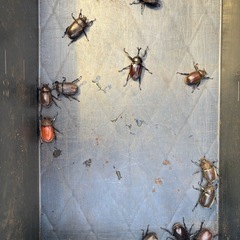 カブトムシの画像