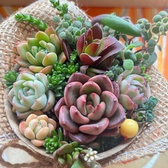 多肉植物寄せ植え③