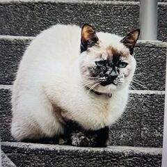 朝霞市幸町の迷い猫