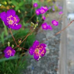 草花火　苗の画像