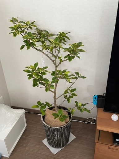 観葉植物　ゴムの木　ユキ