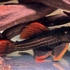 水槽　熱帯魚　プレコ　アクアリウム　大型魚　淡水魚　古代魚の画像