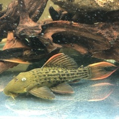 水槽　熱帯魚　プレコ　アクアリウム　大型魚　淡水魚　古代魚の画像
