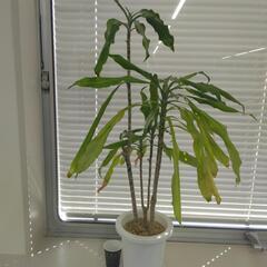 観葉植物