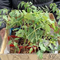 🌸🌈🍀メダカ・昆虫イベントご案内＆わいわい市のメダカ屋さん達の社...