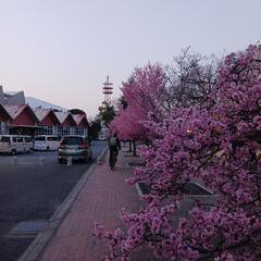 🌹🌼サクラピックニク🌼🌹 − 群馬県