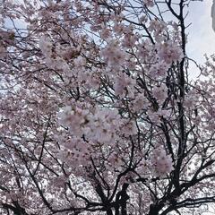 🌹🌼サクラピックニク🌼🌹 - 高崎市