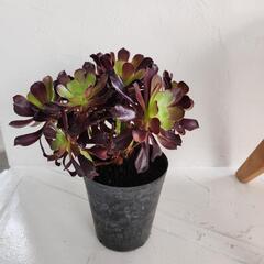 多肉植物　黒法師クロホウシ