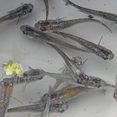 ラメ系 めだか 15匹 ③