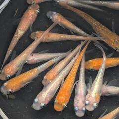 赤系 白系 めだか 15匹