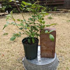 【決まりました】バラ挿し木苗　キングジョージ四世
