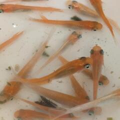赤白系 めだか ②